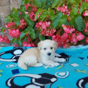 Maltipoo puppies for sale in Indiana - Hilltop Puppies - Champ