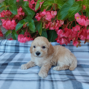 Maltipoo puppies for sale in Indiana - Hilltop Puppies - Max