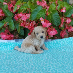 Maltipoo puppies for sale in Indiana - Hilltop Puppies - Otis