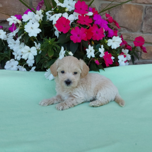 Maltipoo puppies for sale in Indiana - Hilltop Puppies - Tyson