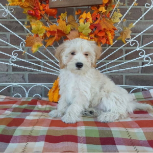 Best Maltipoo Breeder in Indiana - Hilltop Puppies - Cody.