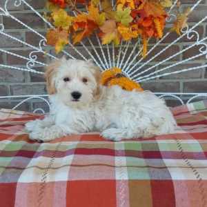 Maltipoo puppies for sale - Hilltop Puppies - Cody.