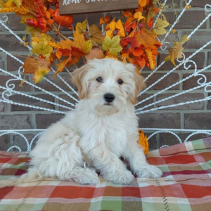 Maltipoo puppies for sale in IN - Hilltop Puppies - Cody.