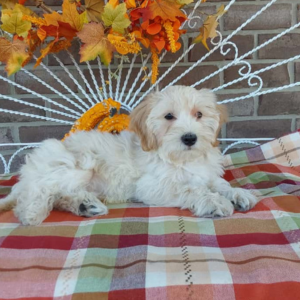Maltipoo puppies for sale in Indiana - Hilltop Puppies - Cody.