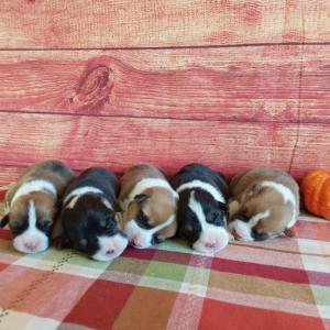 AKC Pembroke Welsh Corgi Puppies For Sale – Hilltop Puppies AKC Pembroke Welsh Corgi Puppies For Sale - Hilltop Puppies