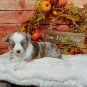 Mini Australian Shepherd Breeder - Hilltop Puppies - Autumn