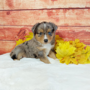 Mini Australian Shepherd Breeder - Hilltop Puppies - Banjo