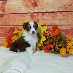 Mini Australian Shepherd Breeder - Hilltop Puppies - Lizzy