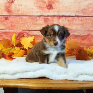 Mini Australian Shepherd Breeder - Hilltop Puppies - Lucky