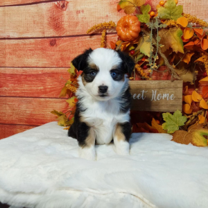 Mini Australian Shepherd Breeder - Hilltop Puppies - Sadie