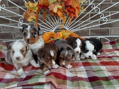 Mini Australian Shepherd Breeder - Hilltop Puppies