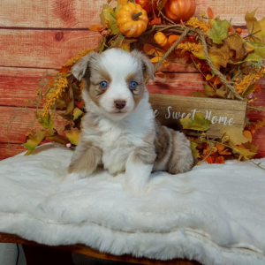 Mini Australian Shepherd puppies for sale - Hilltop Puppies - Autumn
