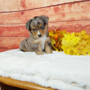 Mini Australian Shepherd puppies for sale - Hilltop Puppies - Banjo