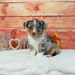 Mini Australian Shepherd puppies for sale - Hilltop Puppies - Kylie