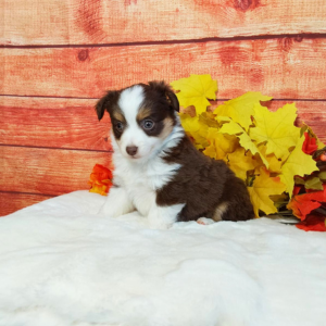 Mini Australian Shepherd puppies for sale - Hilltop Puppies - Lizzy