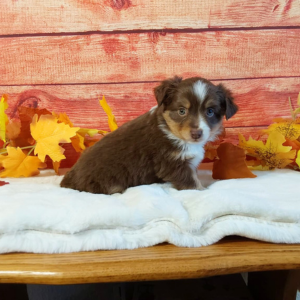 Mini Australian Shepherd puppies for sale - Hilltop Puppies - Lucky