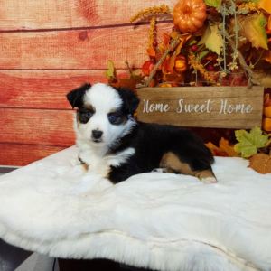 Mini Australian Shepherd puppies for sale - Hilltop Puppies - Sadie