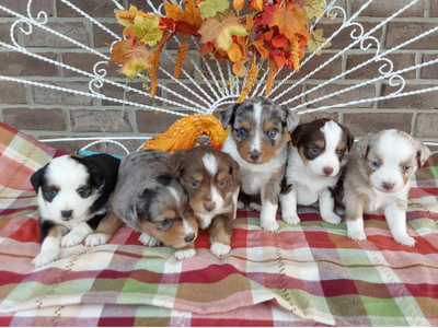 Mini Australian Shepherd puppies for sale - Hilltop Puppies