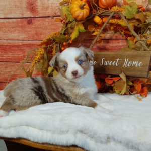 Mini Australian Shepherd puppies for sale in Grabill IN- Hilltop Puppies - Autumn