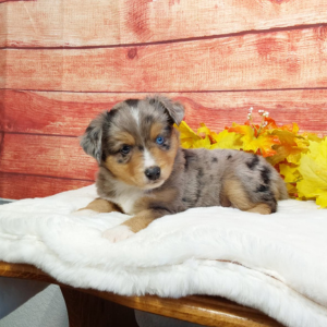 Mini Australian Shepherd puppies for sale in Grabill IN- Hilltop Puppies - Banjo