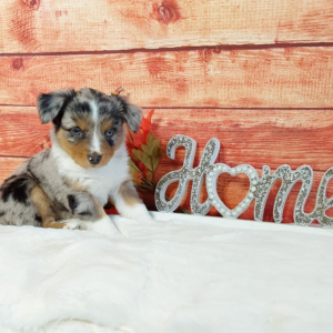 Mini Australian Shepherd puppies for sale in Grabill IN- Hilltop Puppies - Kylie
