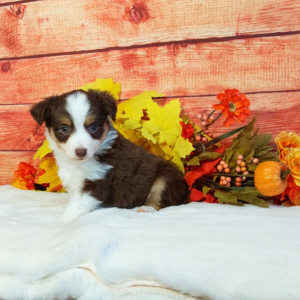 Mini Australian Shepherd puppies for sale in Grabill IN- Hilltop Puppies - Lizzy