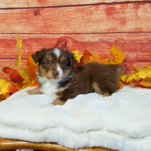 Mini Australian Shepherd puppies for sale in Grabill IN- Hilltop Puppies - Lucky