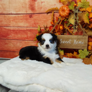 Mini Australian Shepherd puppies for sale in Grabill IN- Hilltop Puppies - Sadie