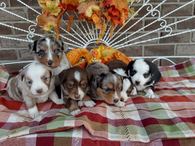 Mini Australian Shepherd puppies for sale in Grabill IN- Hilltop Puppies