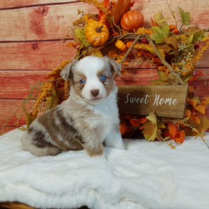 Mini Australian Shepherd puppies for sale in IN- Hilltop Puppies - Autumn