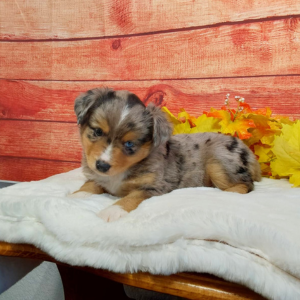 Mini Australian Shepherd puppies for sale in IN- Hilltop Puppies - Banjo