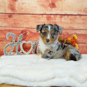 Mini Australian Shepherd puppies for sale in IN- Hilltop Puppies - Kylie