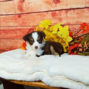 Mini Australian Shepherd puppies for sale in IN- Hilltop Puppies - Lizzy