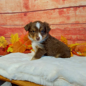 Mini Australian Shepherd puppies for sale in IN- Hilltop Puppies - Lucky