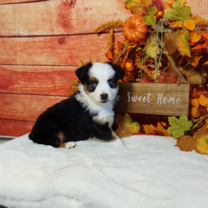 Mini Australian Shepherd puppies for sale in IN- Hilltop Puppies - Sadie