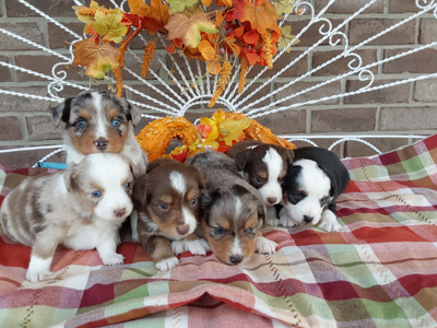 Mini Australian Shepherd puppies for sale in IN- Hilltop Puppies