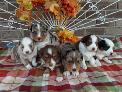 Mini Australian Shepherd puppies for sale in Indiani - Hilltop Puppies