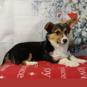 AKC Pembroke Welsh Corgi Puppies For Sale in Grabill IN - Hilltop Puppies - Jasmine