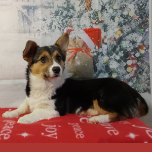 AKC Pembroke Welsh Corgi Puppies For Sale in Grabill Indiana - Hilltop Puppies - Jasmine