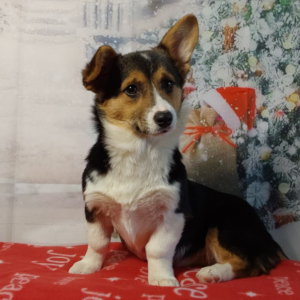 AKC Pembroke Welsh Corgi Puppies For Sale in IN - Hilltop Puppies - Jasmine
