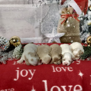 Maltipoo puppies for sale by Ashley and silver born on Nov 30th ready to go on January 25th