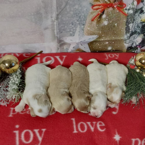 Maltipoo puppies for sale by Ashley and silver born on Nov 30th