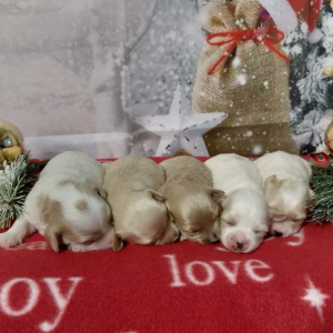 Maltipoo puppies for sale in Indiana - Hilltop Puppies