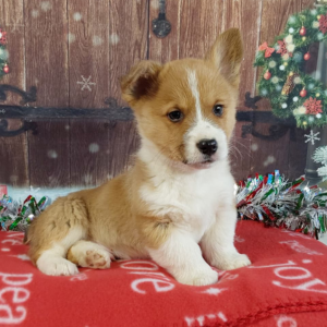 AKC Pembroke Welsh Corgi Puppies For Sale - Hilltop Puppies - Charlie.