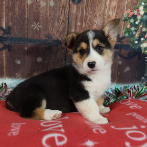 AKC Pembroke Welsh Corgi Puppies For Sale - Hilltop Puppies - Roxy.