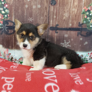 AKC Pembroke Welsh Corgi Puppies For Sale - Hilltop Puppies - Ted.