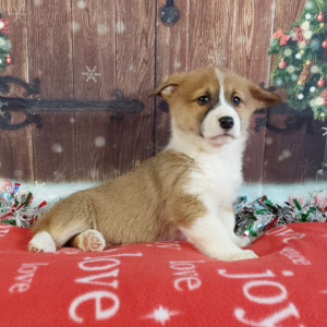 AKC Pembroke Welsh Corgi Puppies For Sale in Grabill IN - Hilltop Puppies - Honey