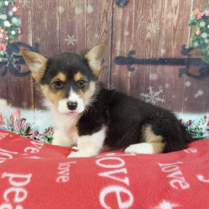 AKC Pembroke Welsh Corgi Puppies For Sale in Grabill IN - Hilltop Puppies - Ted.