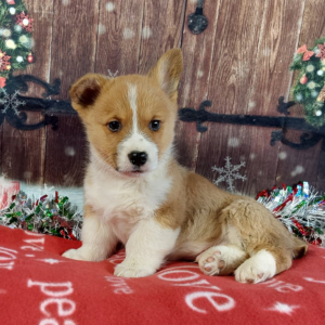 AKC Pembroke Welsh Corgi Puppies For Sale in IN - Hilltop Puppies - Charlie.