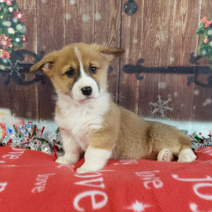 AKC Pembroke Welsh Corgi Puppies For Sale in IN - Hilltop Puppies - Honey